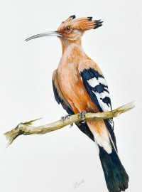 Hoopoe