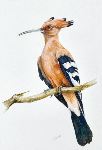 Hoopoe