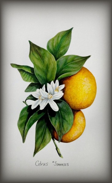 Orange