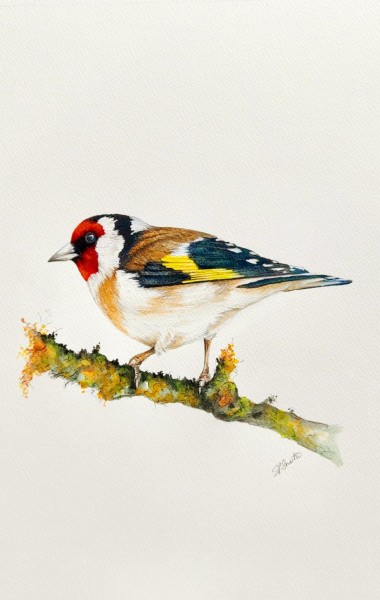 Goldfinch
