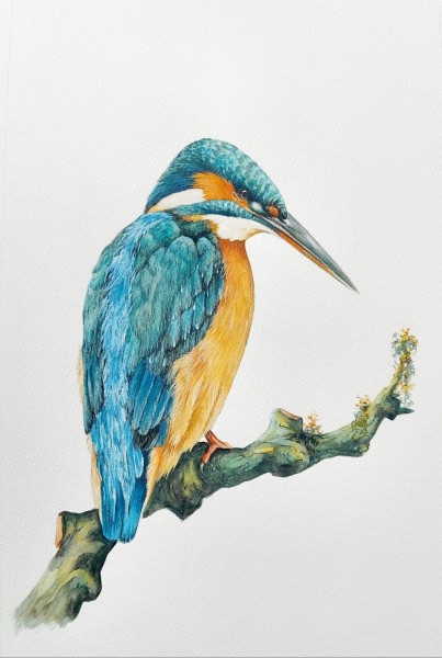 Kingfisher