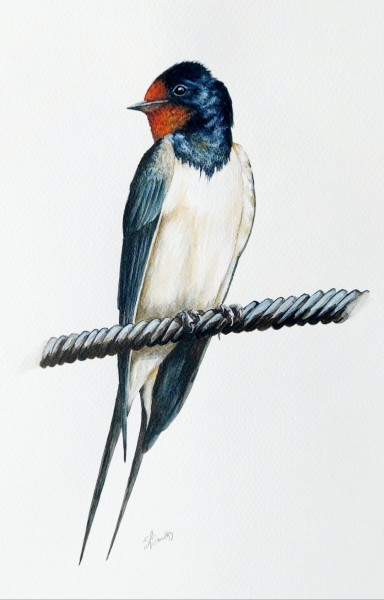 The Swallow